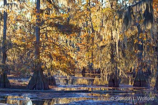 Backlit Spanish Moss_25649.jpg - Lake Martin, photographed at the Cypress Island Preserve near Breaux Bridge, Louisiana, USA.